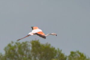 Een flamingo vliegt boven groene bomen tegen een grijze hemel.