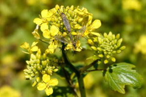 Twee langpootmuggen paren op een gele bloem in close-up, omringd door groene bladeren.