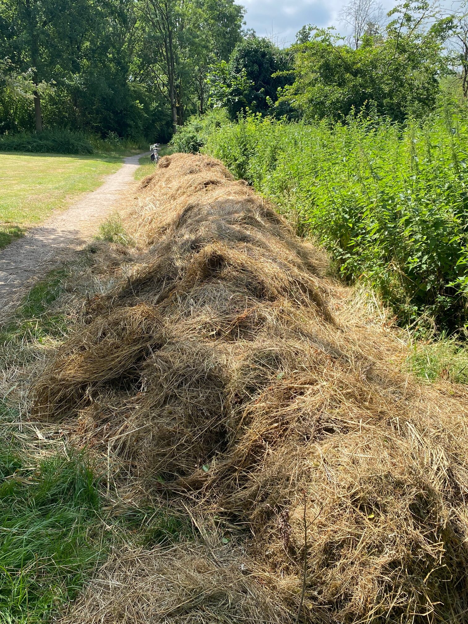 Pad met gemaaid gras naast groene struiken en bomen op een zonnige dag.