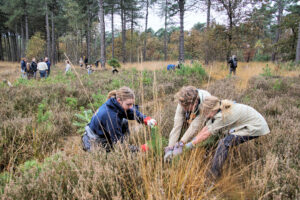 Mensen trekken jonge bomen uit de grond in een bosgebied voor natuurbeheer.