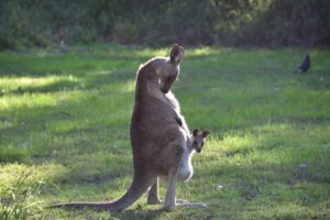 Bert Valentijn lezing Australie deel 2
