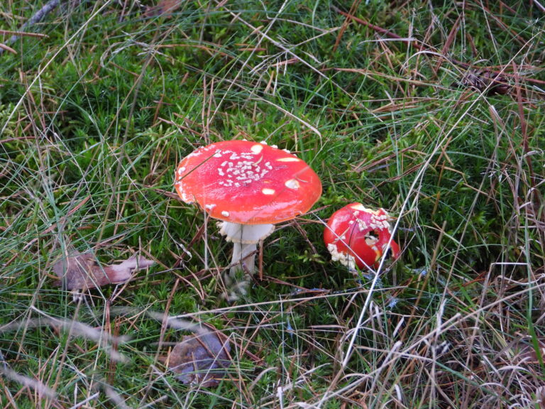 Twee rood met witte stippen paddenstoelen op bosgrond, omgeven door gras en mos.