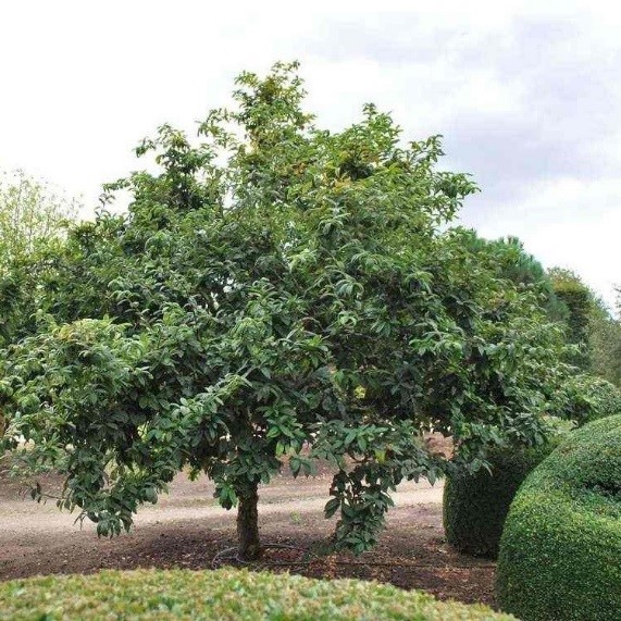 Bomenwandeling Tuindorp