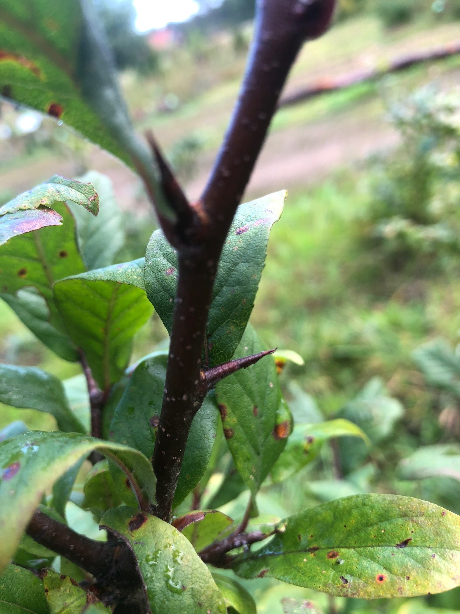 Tak met doorns en groene bladeren, met onscherpe achtergrond van gras en bomen.