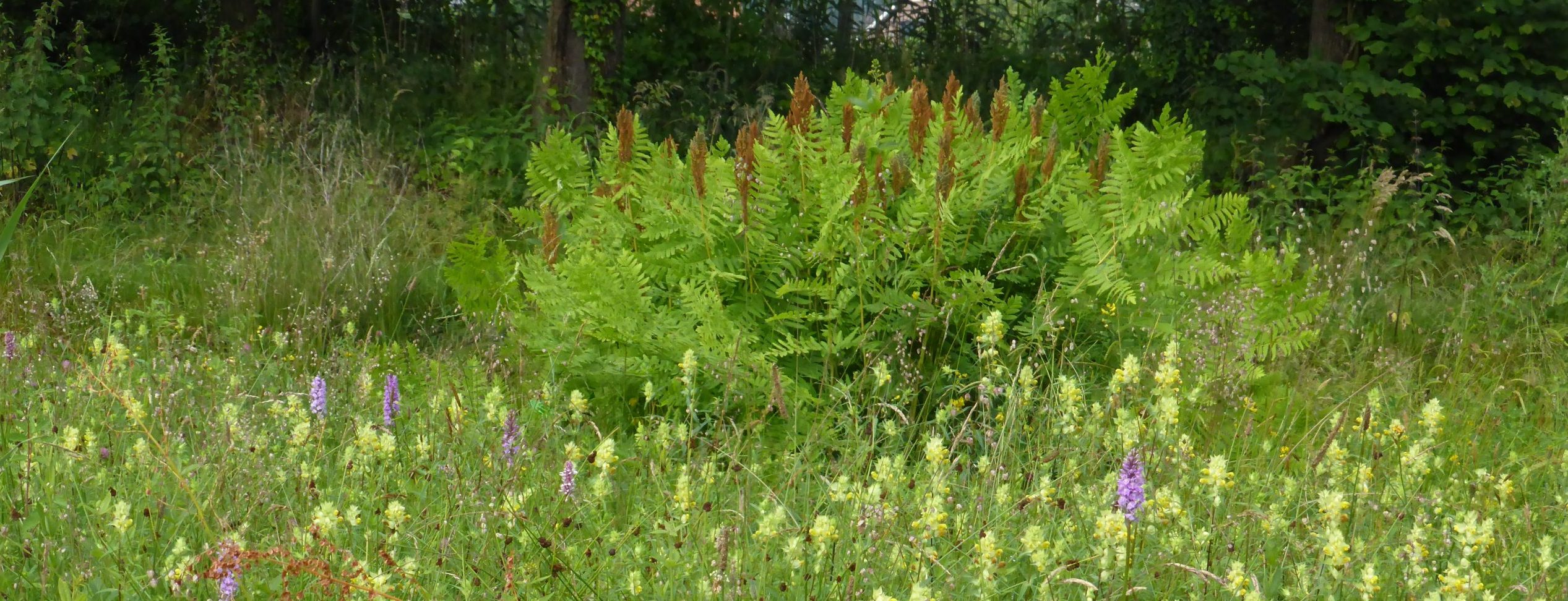 Groen veld met varens en kleurrijke wilde bloemen, omgeven door een bosrand.