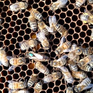 Bijen op een raat bijenkoningin