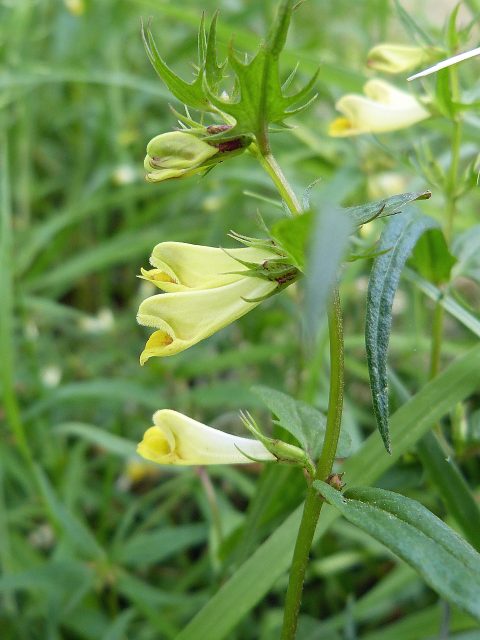 Gele bloemen met spitse bloemblaadjes en groene bladeren in een weelderige, natuurlijke omgeving.