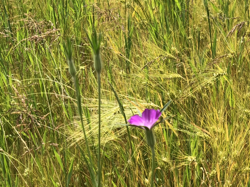 Paarse bloem tussen groene en bruine grassprieten op een zonnige dag.