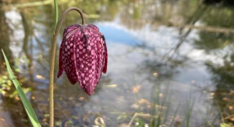 Paarse bloem bij een vijver met onscherpe achtergrond van bomen en een gebouw.