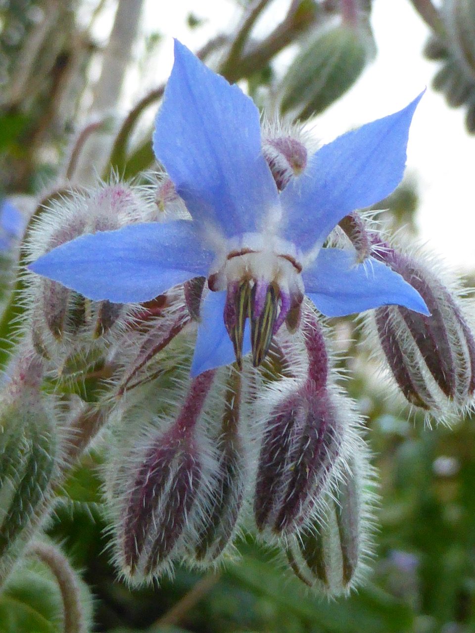 Blauwe bloem met harige knopjes en bladeren, in een natuurlijke omgeving.