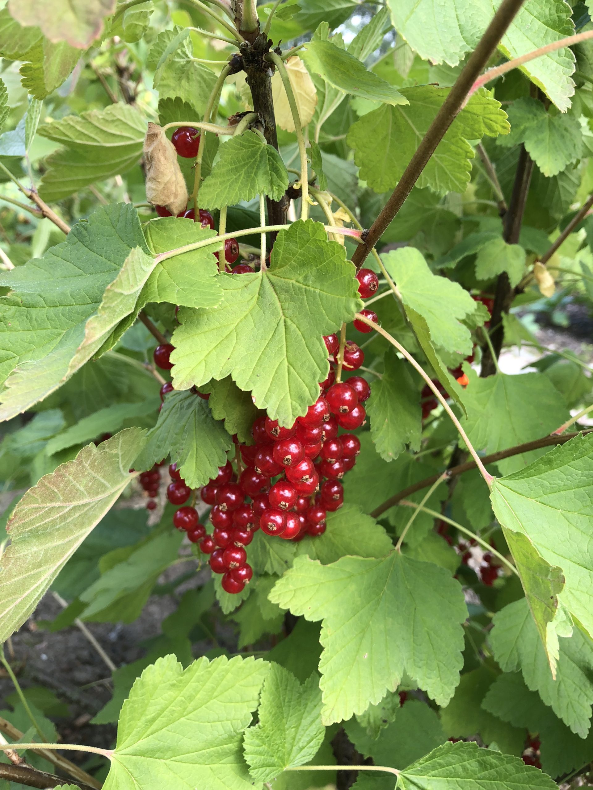 Rode bessen aan een struik met groene bladeren.