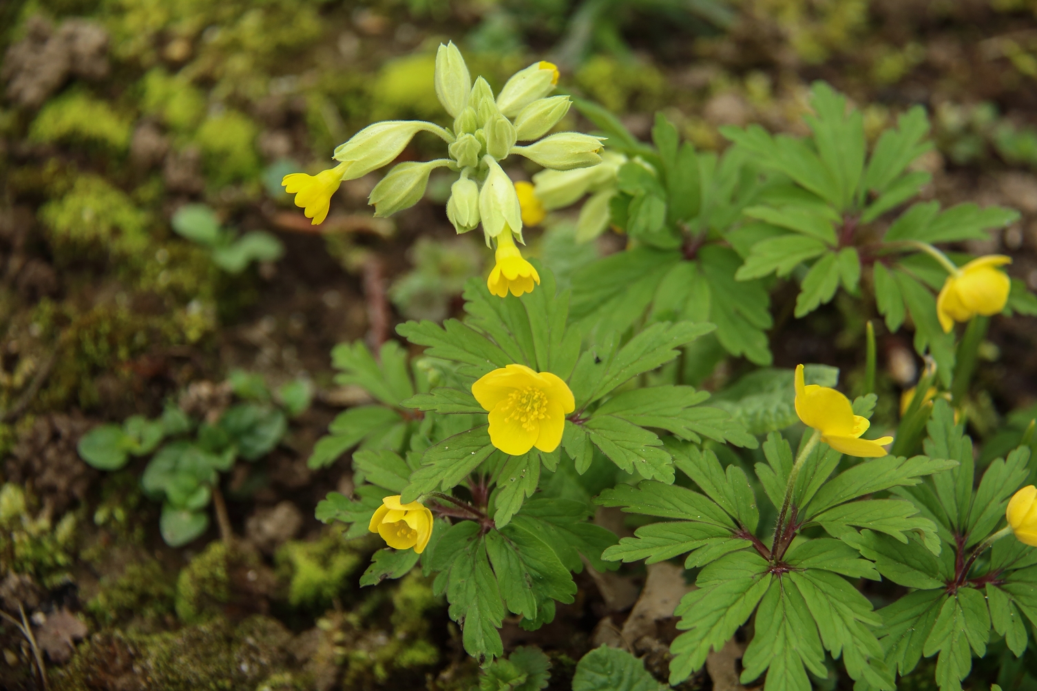 Gele bloemen en groene bladeren op een met mos bedekte grond.