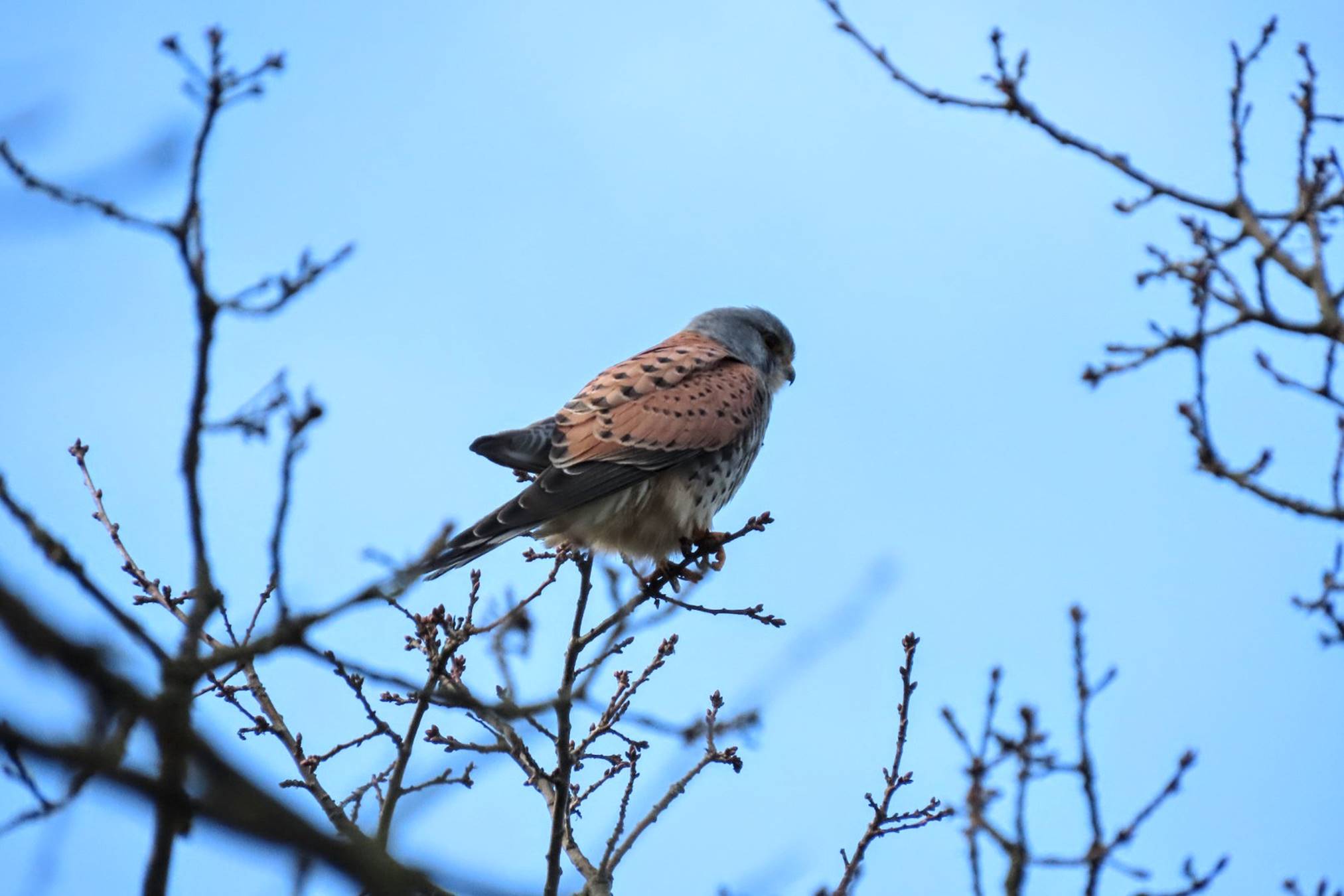 Torenvalk zit op kale takken tegen een blauwe lucht.