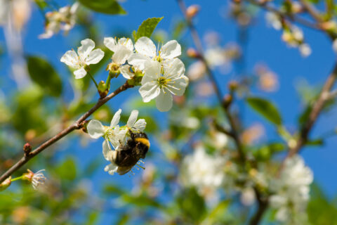 Een bij op een witte bloesem tegen een heldere blauwe lucht.