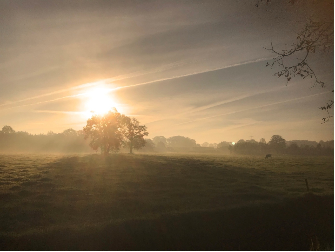 Zonsopgang boven een mistige weide met bomen en een silhouet van een paard op de achtergrond.