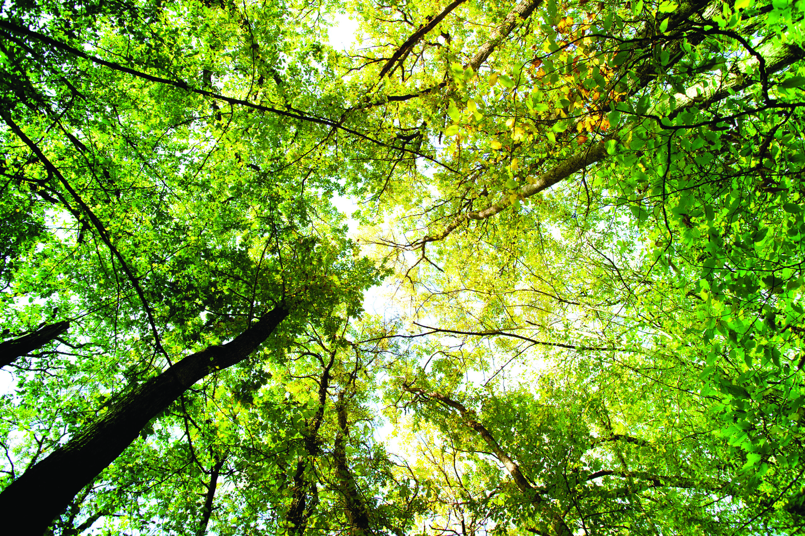 Bladrijke boomtoppen gezien van onderaf, met zonlicht dat door het groene bladerdak schijnt.