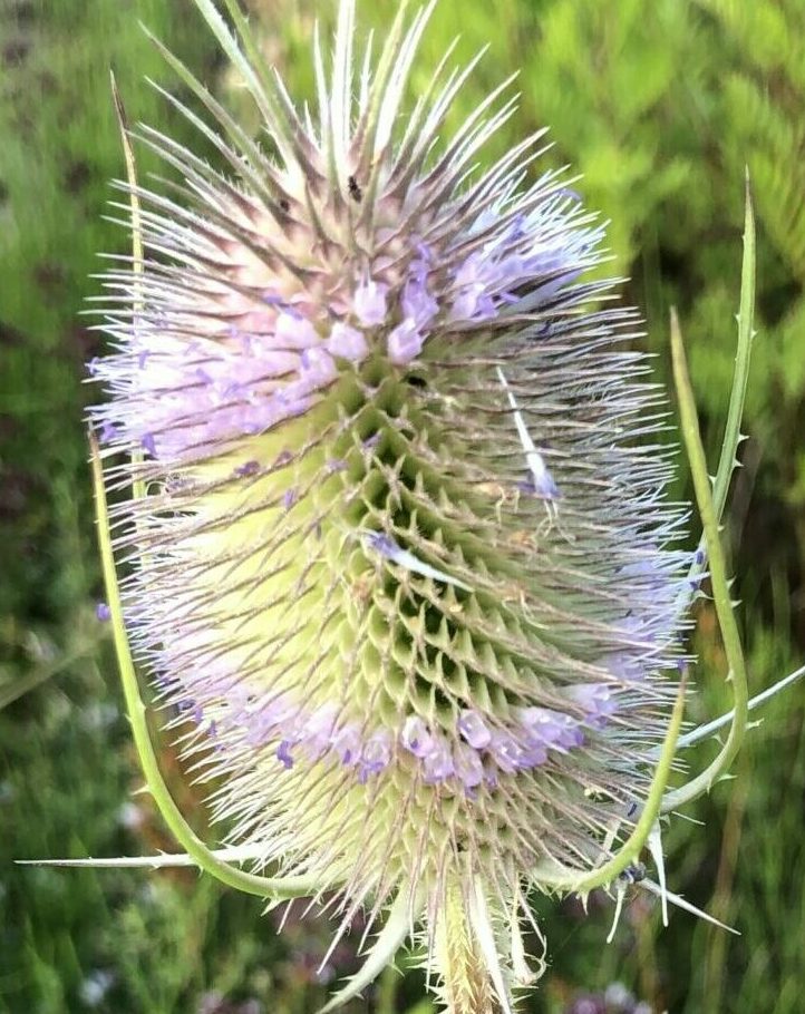 Close-up van een distel met paarse bloemen en stekelige bladeren.
