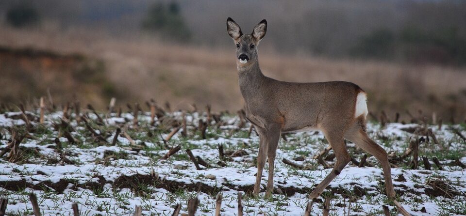Een ree staat op een besneeuwd veld met kale stengels en gras, kijkend naar de camera.