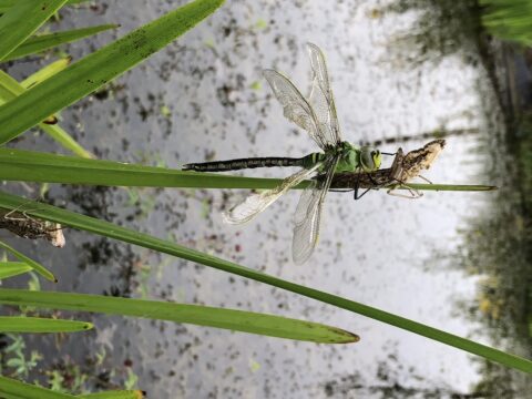 Libelle verlaat larveomhulsel op groen blad boven water. Reeds geopende vleugels zichtbaar.