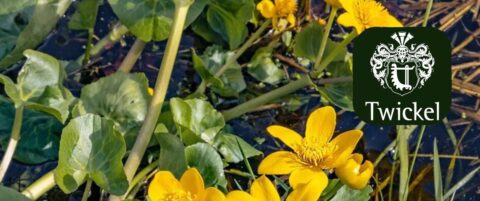 Gele bloemen en een bij op groene bladeren, met het Twickel-logo rechtsboven.