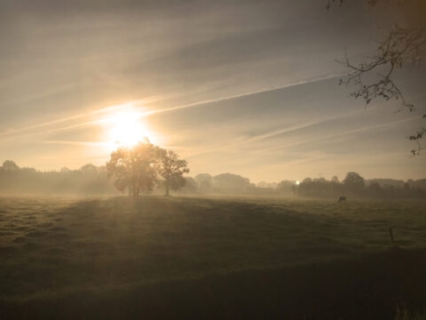 Zonsopgang boven mistige weide met bomen en een grazende koe.