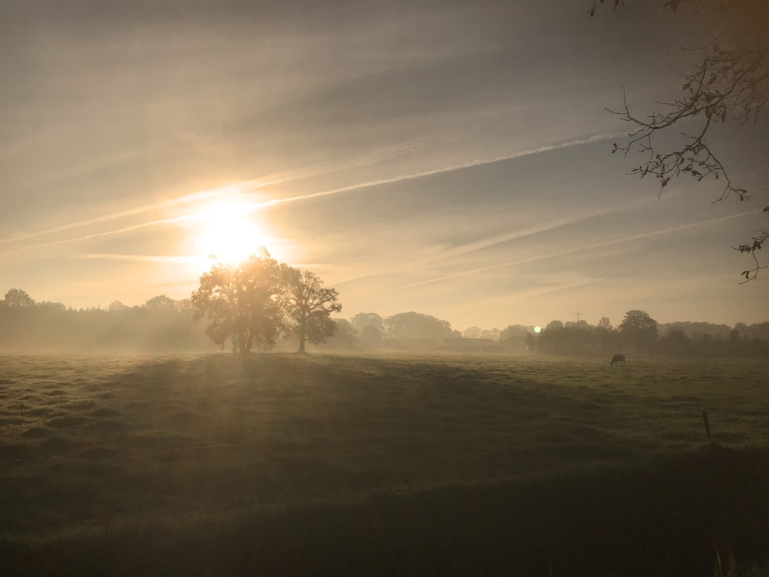 Zonsopgang boven mistige weide met bomen en een grazende koe.