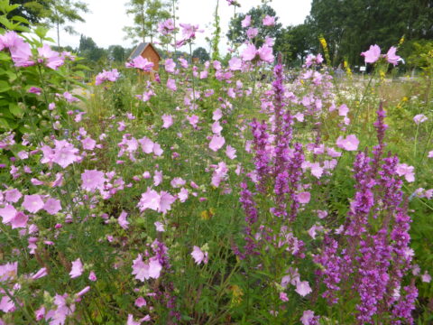 Roze en paarse bloemen in volle bloei in een groene tuin, omgeven door bomen.