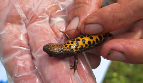 Geel-zwarte salamander wordt voorzichtig vastgehouden met handschoen en vingers.
