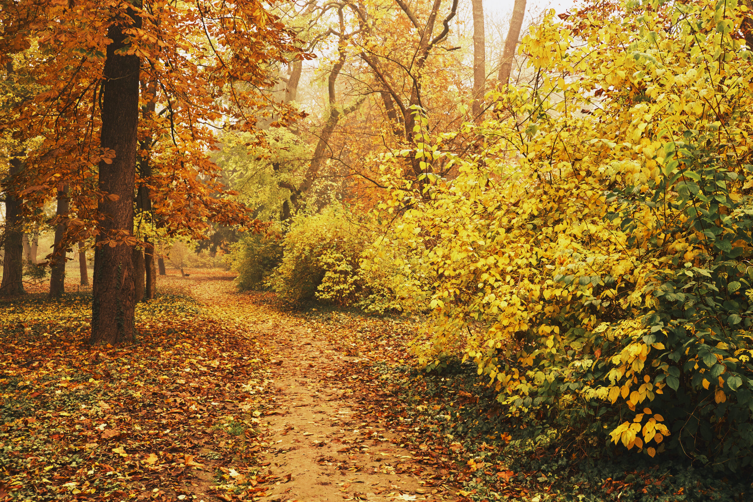 Herfstbos met een pad, omgeven door kleurrijke bomen en bladeren in geel en bruin.