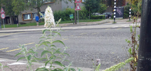 Wilde bloemen en groene planten groeien naast een zwart-witte paal op een trottoir.