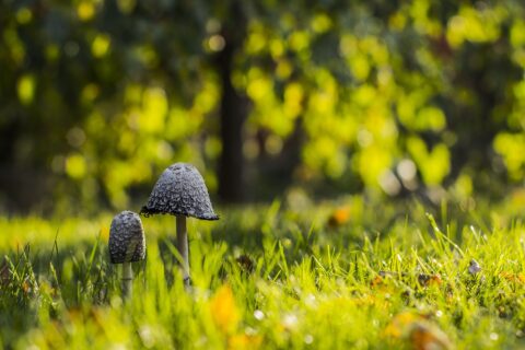 Twee paddenstoelen in gras met een wazige, groene achtergrond.