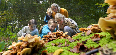 Kinderen en een volwassene bestuderen paddenstoelen in een bosrijke omgeving.