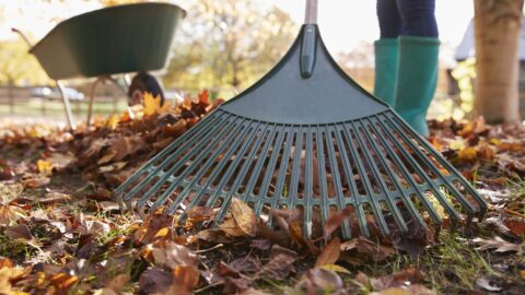 Een hark verzamelt herfstbladeren naast een kruiwagen in een tuin.
