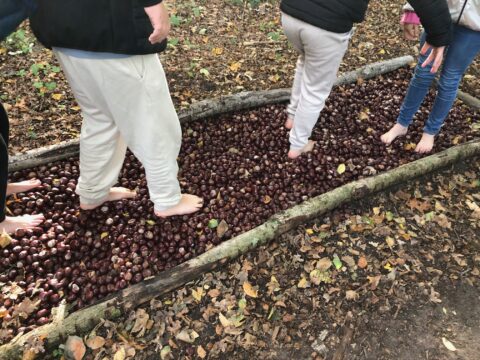 Mensen lopen blootsvoets over een pad bedekt met kastanjes in een bosrijke omgeving.
