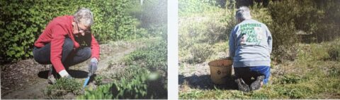 Foto's van vrijwilligers aan het werk in een groene tuin, focus op natuurbehoud. Tekst: "Stille krachten: IVN Hengelo".
