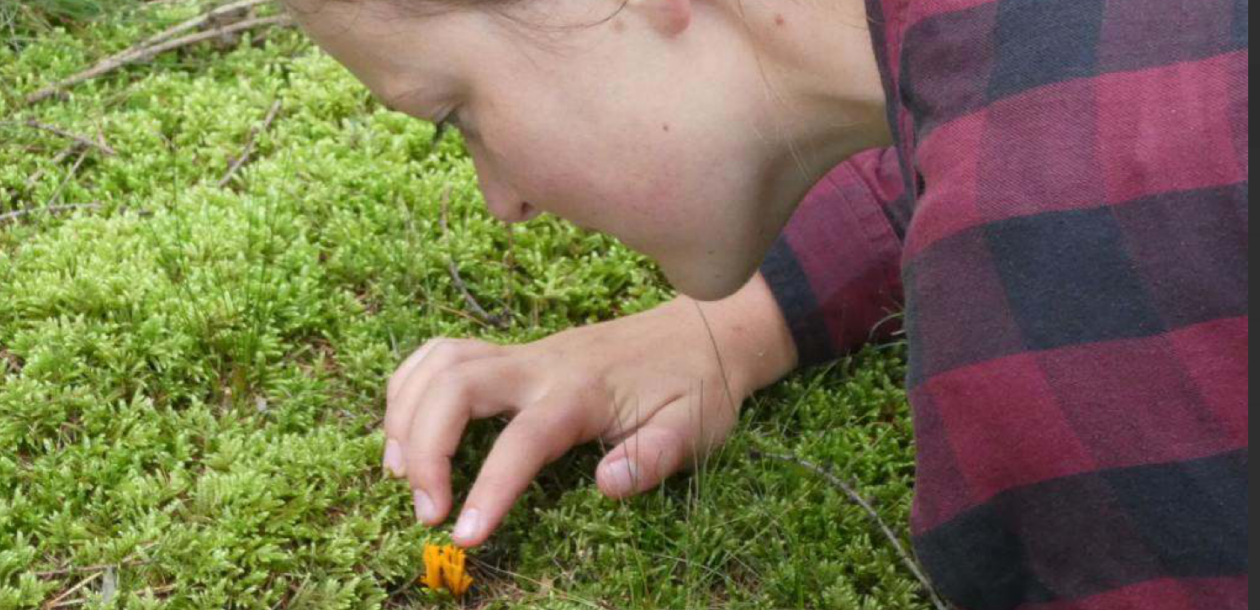 Persoon inspecteert kleine oranje paddenstoel in groen mos, dichtbij de grond kijkend.