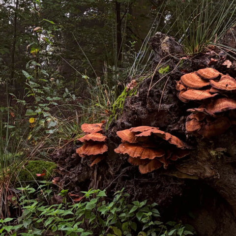 Oranje paddestoelen groeien op een omgevallen boomstam in een dichtbegroeid bos.