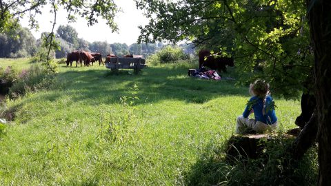 Werkgroepen
