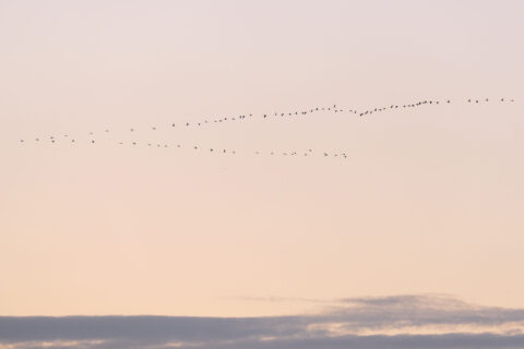 Vogels vliegen in een V-formatie tegen een pastelroze lucht bij zonsondergang.