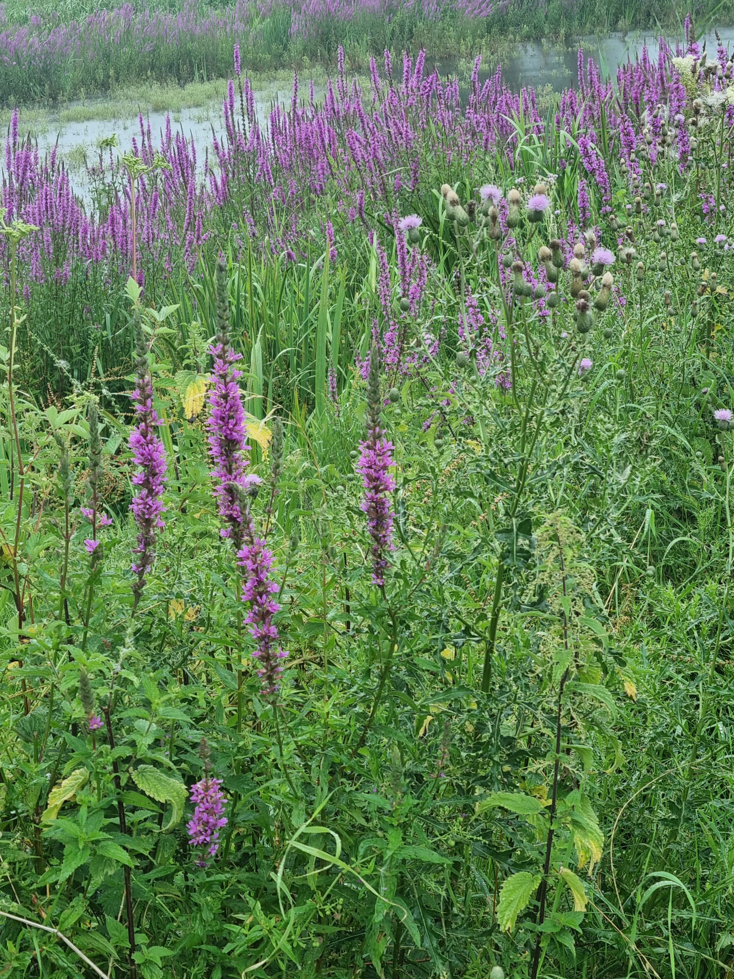 Paarse bloemen en groen gras bij een waterkant in een weelderig, natuurlijk landschap.
