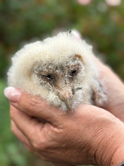 Handen houden een pluizige jonge uil vast, tegen een wazige groene achtergrond.