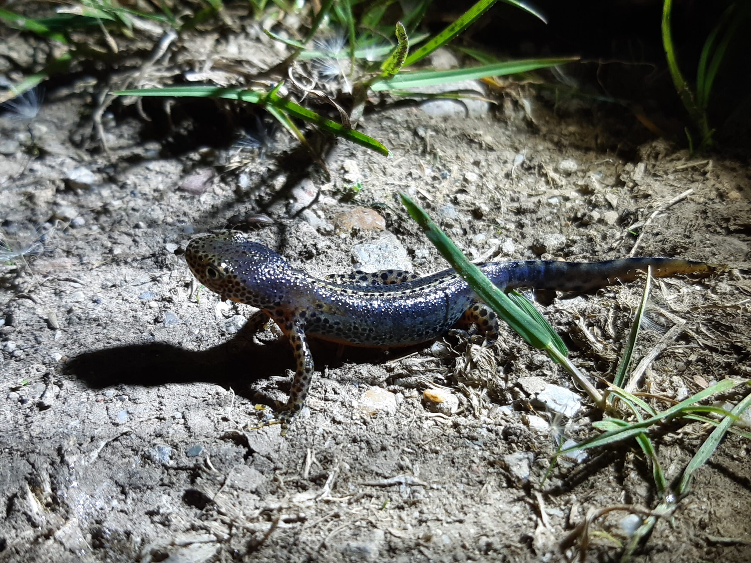 Een gekko op een zanderige ondergrond, omgeven door gras en verlicht door een fel licht.