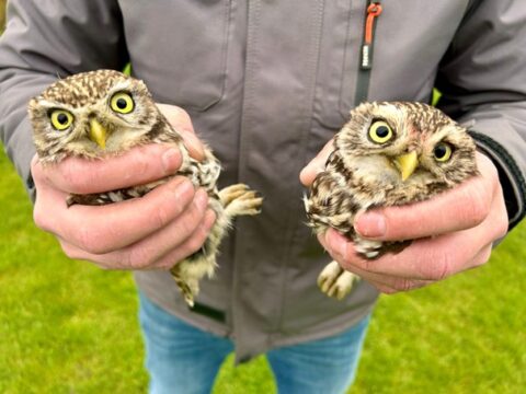 Twee kleine uilen worden voorzichtig vastgehouden door een persoon in een grijze jas.
