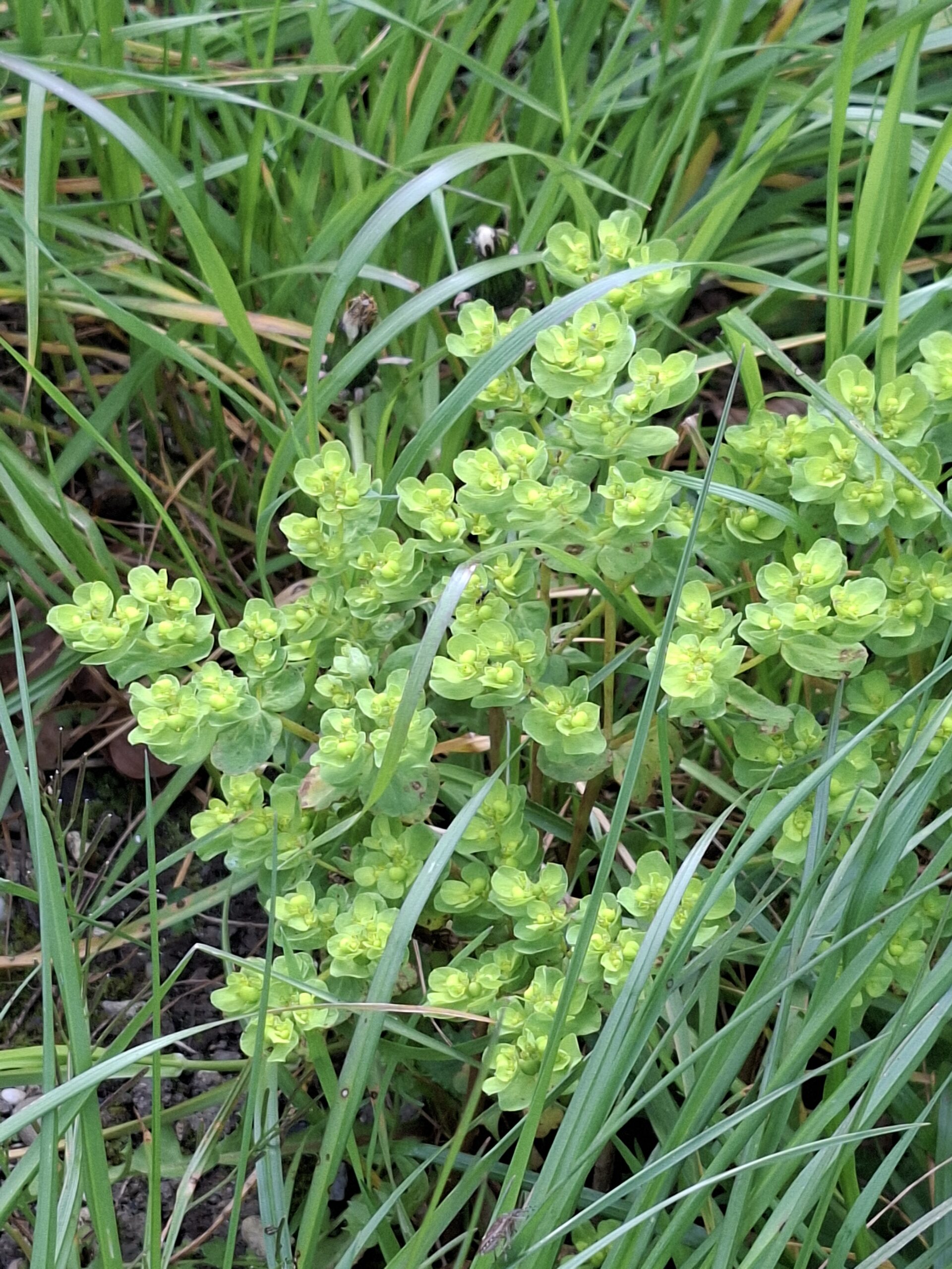 Groene plant met kleine, gele bloemen tussen hoog gras.