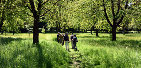Mensen wandelen over een groen bospad omringd door hoge bomen op een zonnige dag.