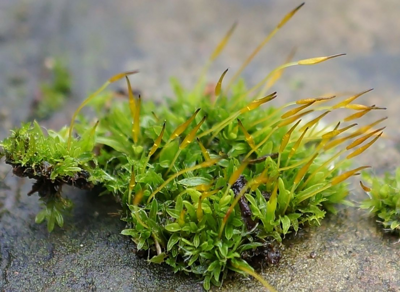 Ontdek mos met natuurgids Susan op deze podcast