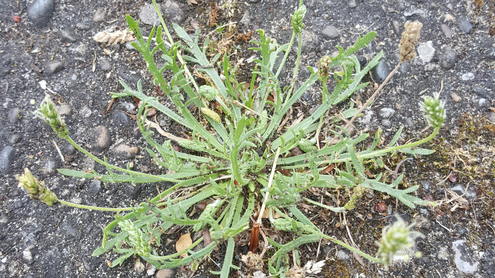 Stoepplantjes