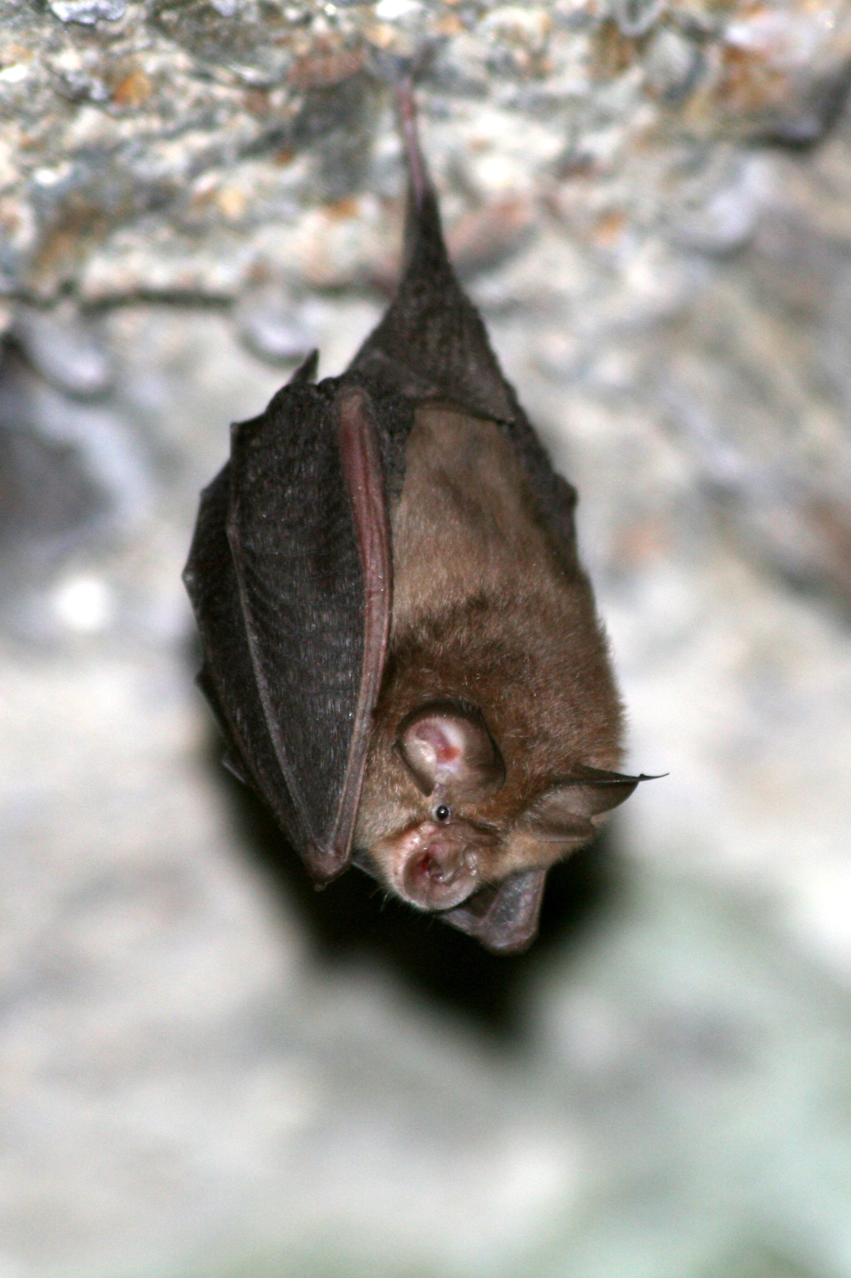 Landelijke nacht van de vleermuis