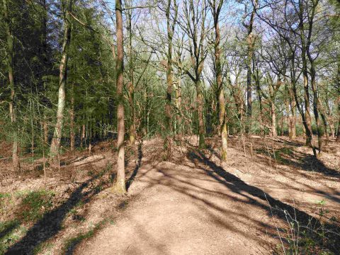 Kaapse bossen