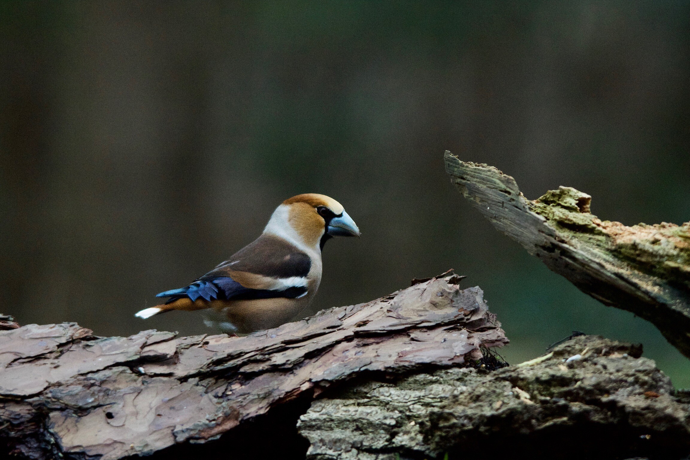 Vink op boomschors tegen een onscherpe, natuurlijke achtergrond.